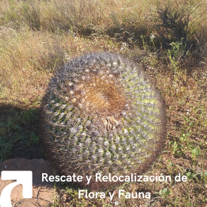 Rescate y Recolocación de Flora y Fauna